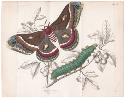 Plate 11 Hyalophira Cecropia